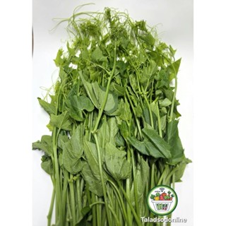 ยอดฟักแม้ว สด สะอาด รับประกันคุณภาพ