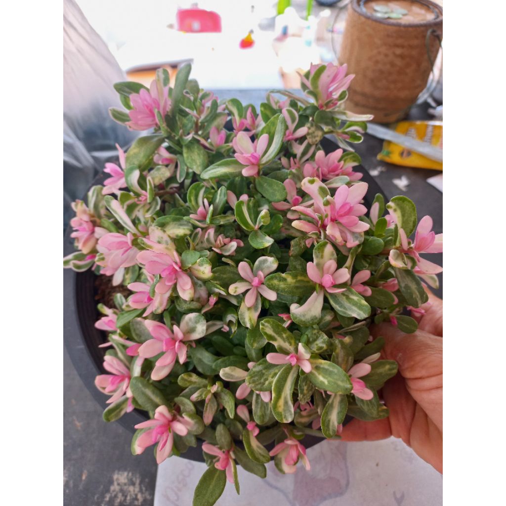 ต้นคุณนายตื่นสายใบด่าง ไม้ตกแต่งสวน กระถาง 8 นิ้ว