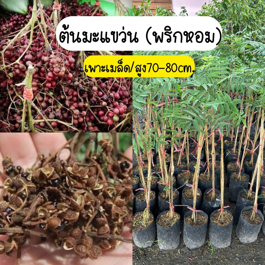 ✨ มะแขว่น ต้นกล้าสมุนไพรล้านนา สูง 70-80 ซม. พร้อมลงดิน! ✨