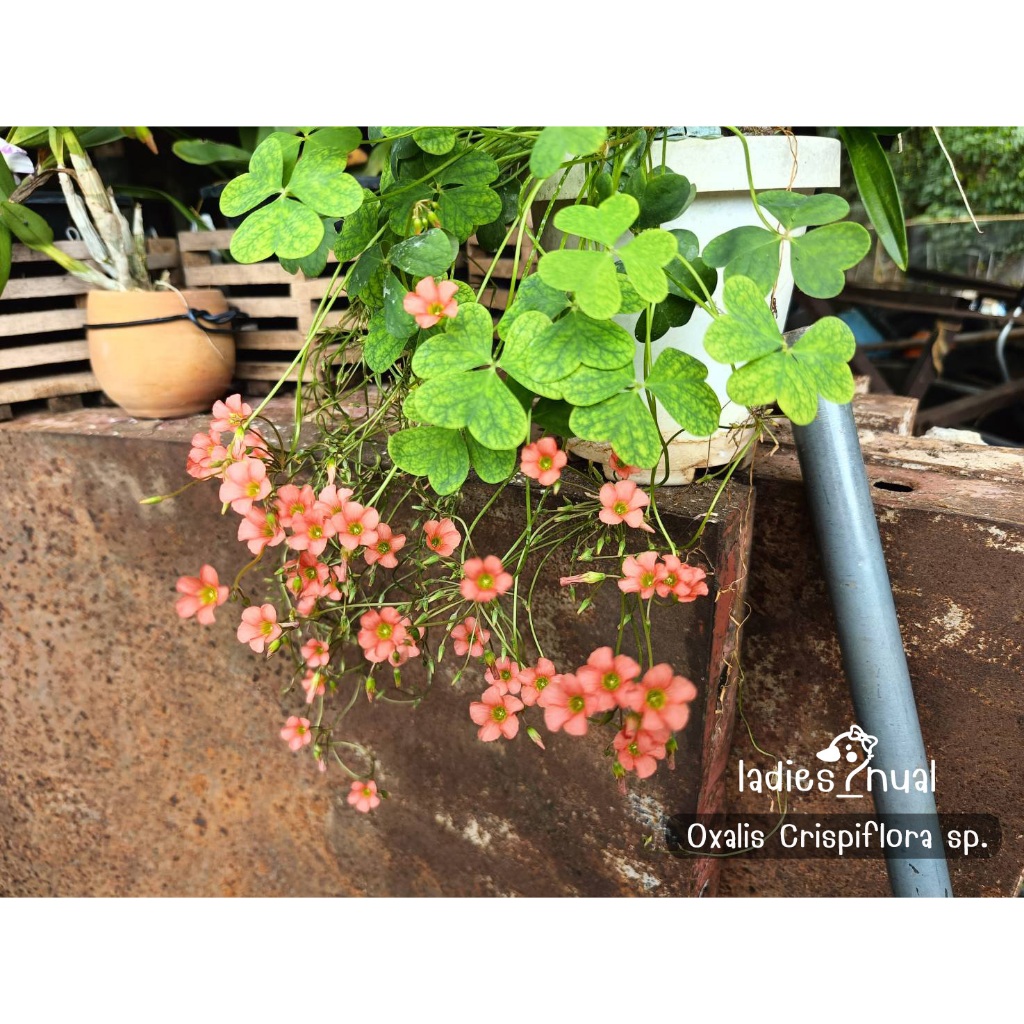Oxalis Crispiflora sp. ดอกสีส้มออกดอกบ่อยมาก ในถุงเพาะชำพร้อมลงกระถาง
