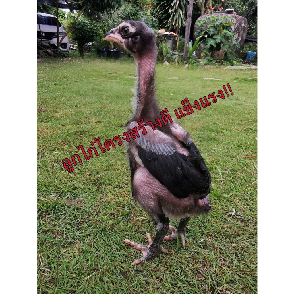 ไข่เชื้อไก่ชน สายเบอร์แข้งทุบหลัง รับประกันเชื้อ รูปที่ 6