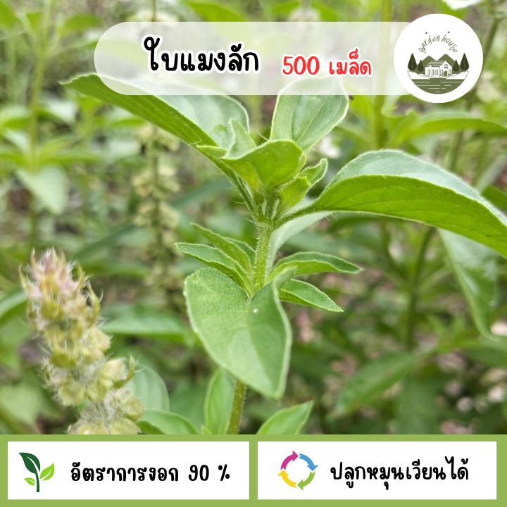 เมล็ดพันธุ์ใบแมงลัก 500 เมล็ด
