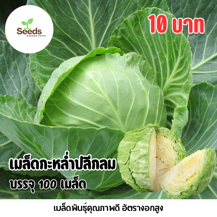 เมล็ดกะหล่ำปลีกลม บรรจุ 100 เมล็ด