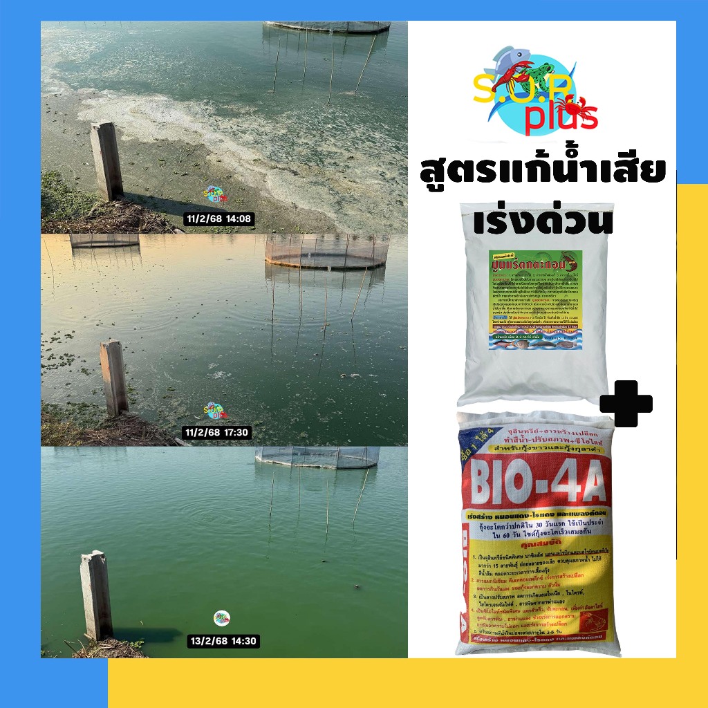 Bio 4A ไบโอ4เอ เพื่อสร้างแพลงก์ตอน กระตุ้นพื้นบ่อให้ฟื้นตัว สร้างแหล่งอาหารธรรมชาติ ไรแดง สร้างน้ำสีเขียวธรรมชาติ - รูปที่ 4