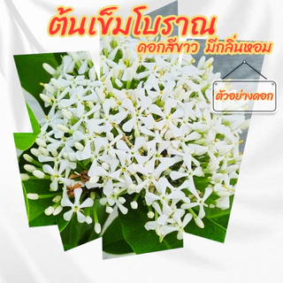 ต้นเข็มโบราณดอกสีขาว กระถาง 6 นิ้ว(ส่งพร้อมกระถาง)