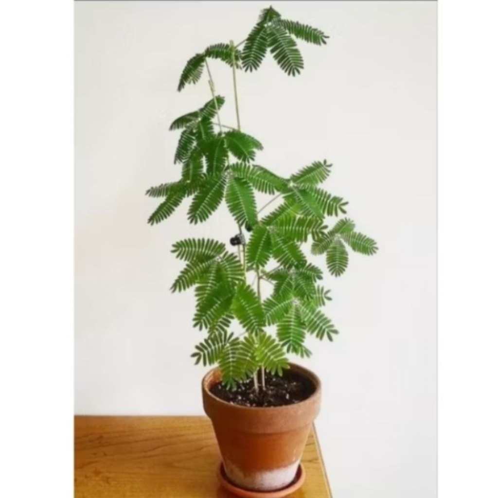 ต้นไมยราบในกระถางปลูกประดับน่ารักมินิมอล sensitive Plant - รูปที่ 4