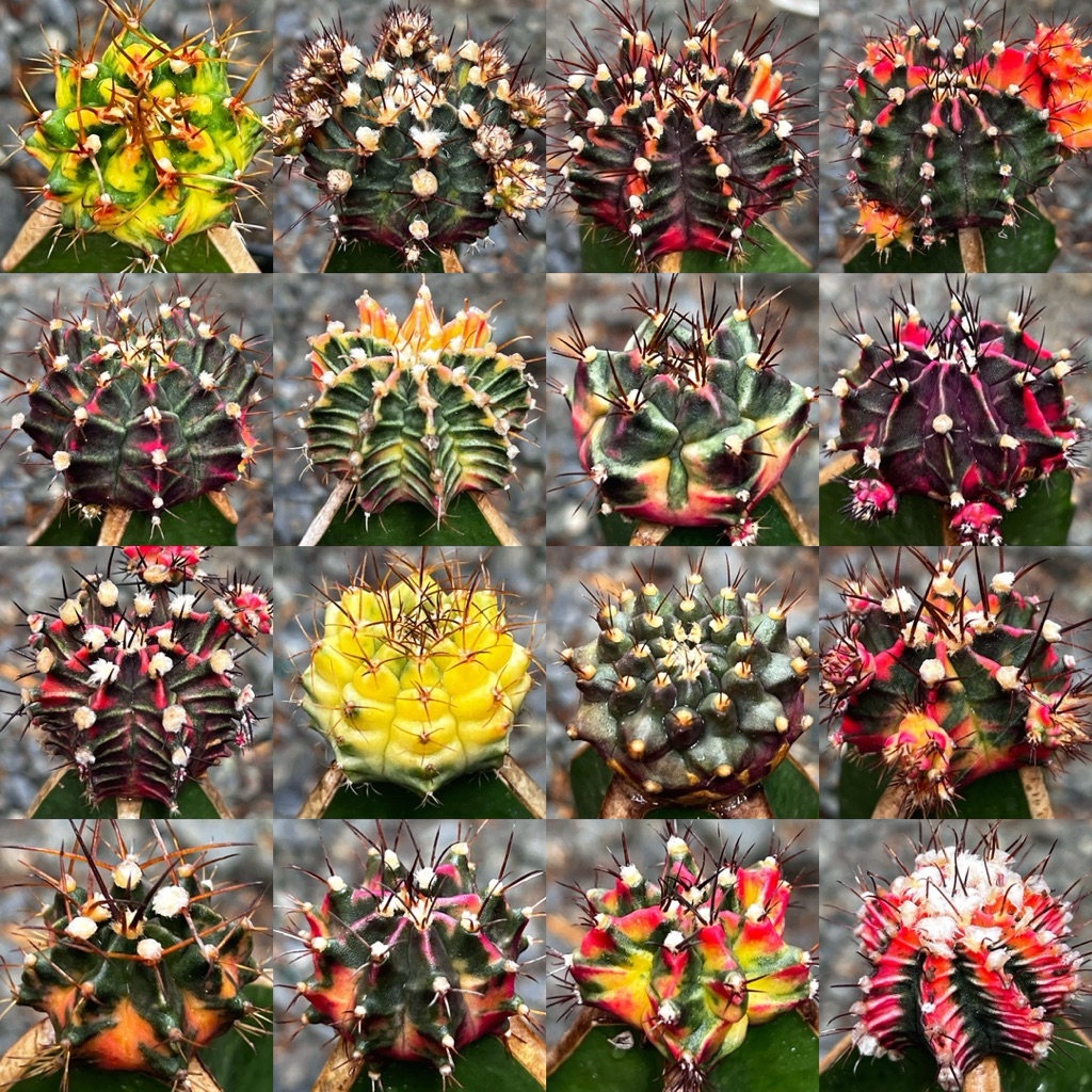 ไม้กราฟโคลนดังมีชื่อ ราคาเบาๆ คัดสวยๆ สำหรับมือใหม่ 59฿🔥ชุด A