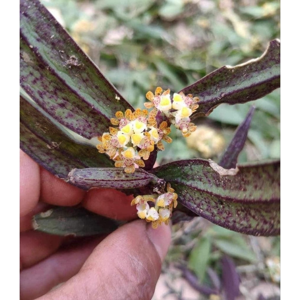 กล้วยสกุลช้างรอบคอไม่ทราบชื่อ เวียดนาม Gastrochilus  sp. ขนาดเล็กใบลายออกม่วง 180