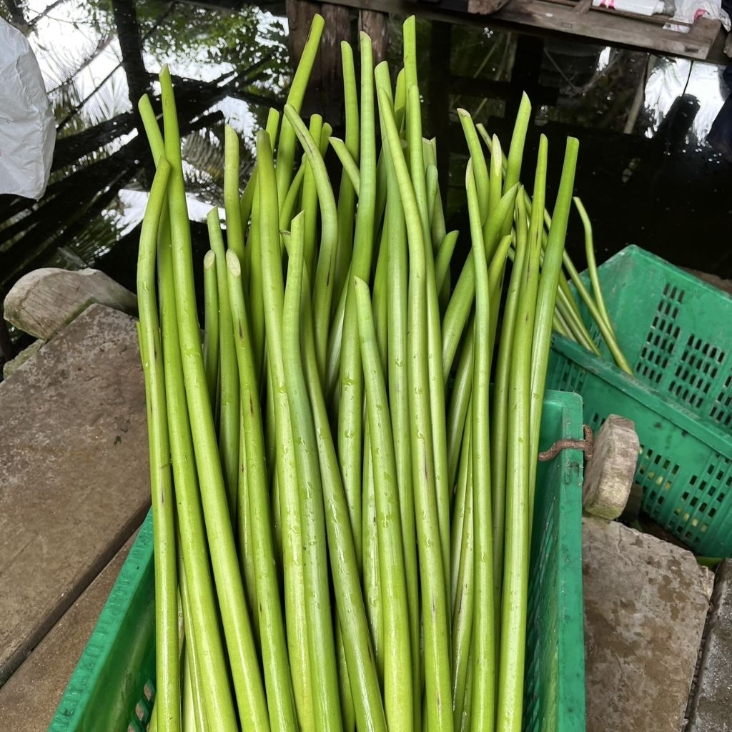 ก้านผักตบชวา  ต้นสด  1กิโลกรัม