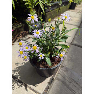 ต้นเดซี่ญี่ปุ่น-ดอกสีม่วงอ่อน กระถาง 5-6 นิ้ว