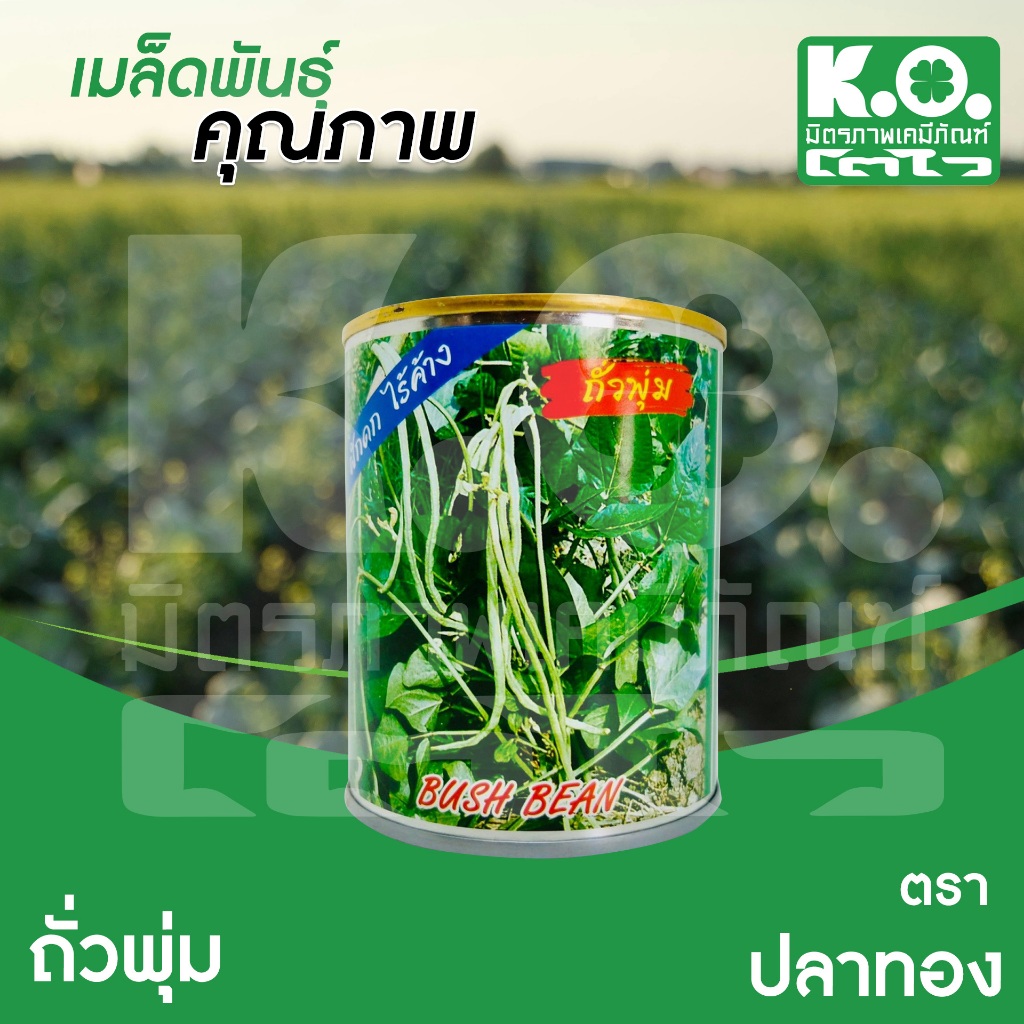 ถั่วพุ่ม (พันธุ์ผสมเปิดทั่วไป) ถั่วไร้ค้าง ตราปลาทอง ขนาด 80 กรัม