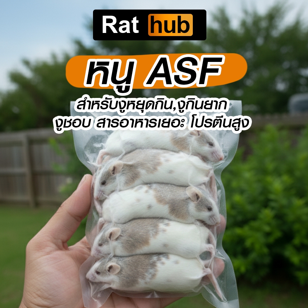 หนู ASF แช่แข็ง แพคแยกตัว/แพครวม (รับประกันเสียหายเคลมเต็ม) หนูแช่แข็ง หนูเหยื่อ Frozen mice