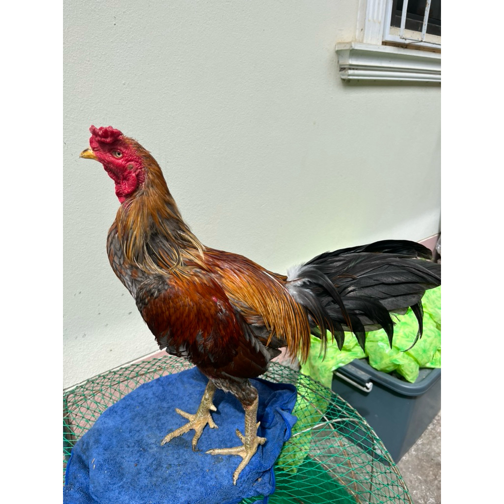 ไข่ไก่เชื้อเถาหัวดิ้น คู่ต่อสู้หาจับหัวได้ยากเหลี่ยมเยอะเกรดวีไอพี