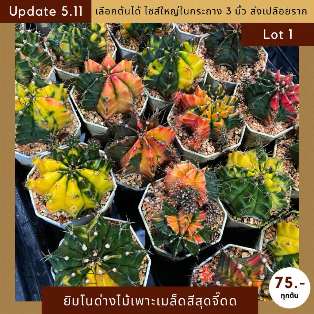[UPDATE 5.11] Lot 1/3 กระบองเพชร ยิมโนด่างเพาะเมล็ดไซส์ใหญ่ในกระถาง 3 นิ้ว สีสันจี๊ดจ๊าดสะใจ จัดส่งแบบเปลือยรากเท่านั้น