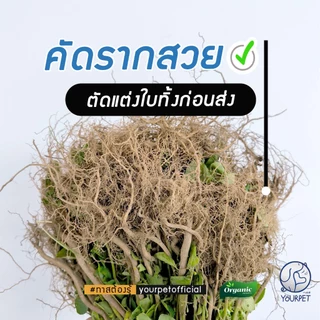 ตำแยแมวสด คัดราก ( พิเศษ 20 ต้น ) รากตำแยแมว ของเล่นแมวชอบ