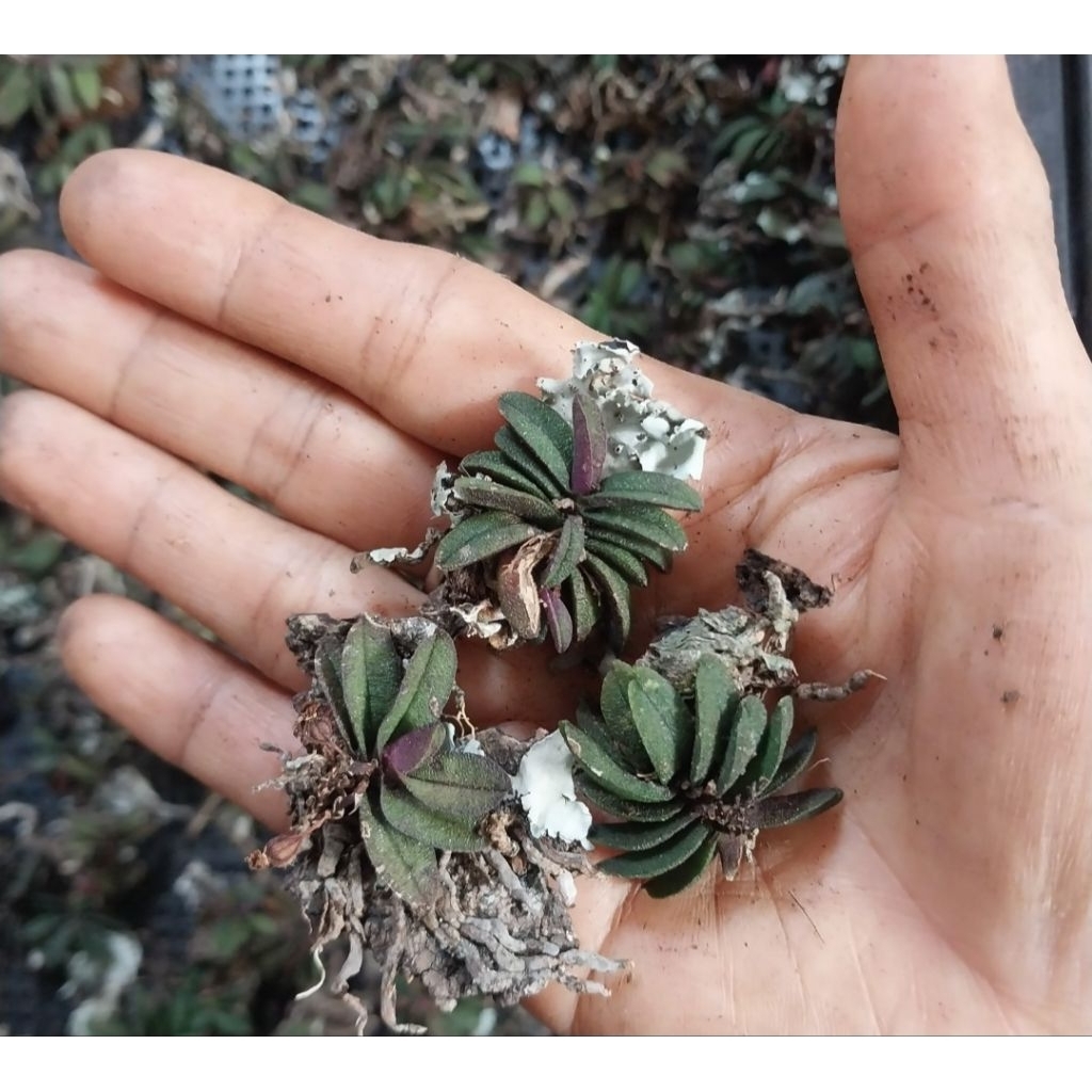 Schoenorchis fragransเอื้องจิ๋วมณีรัตนา3ต้น150 - รูปที่ 3