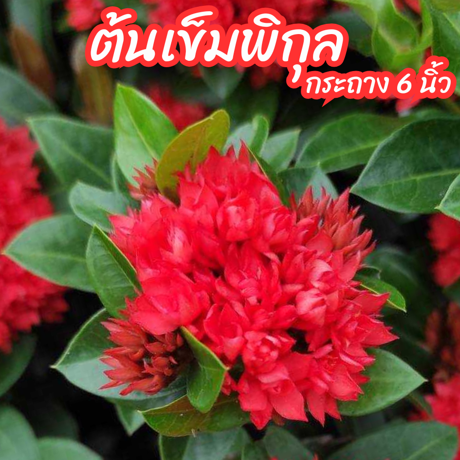 ต้นเข็มพิกุล พิกุลแดง เข็มหนูแดง กระถาง 6 นิ้ว ดอกดกสวย ออกดอกทั้งปี