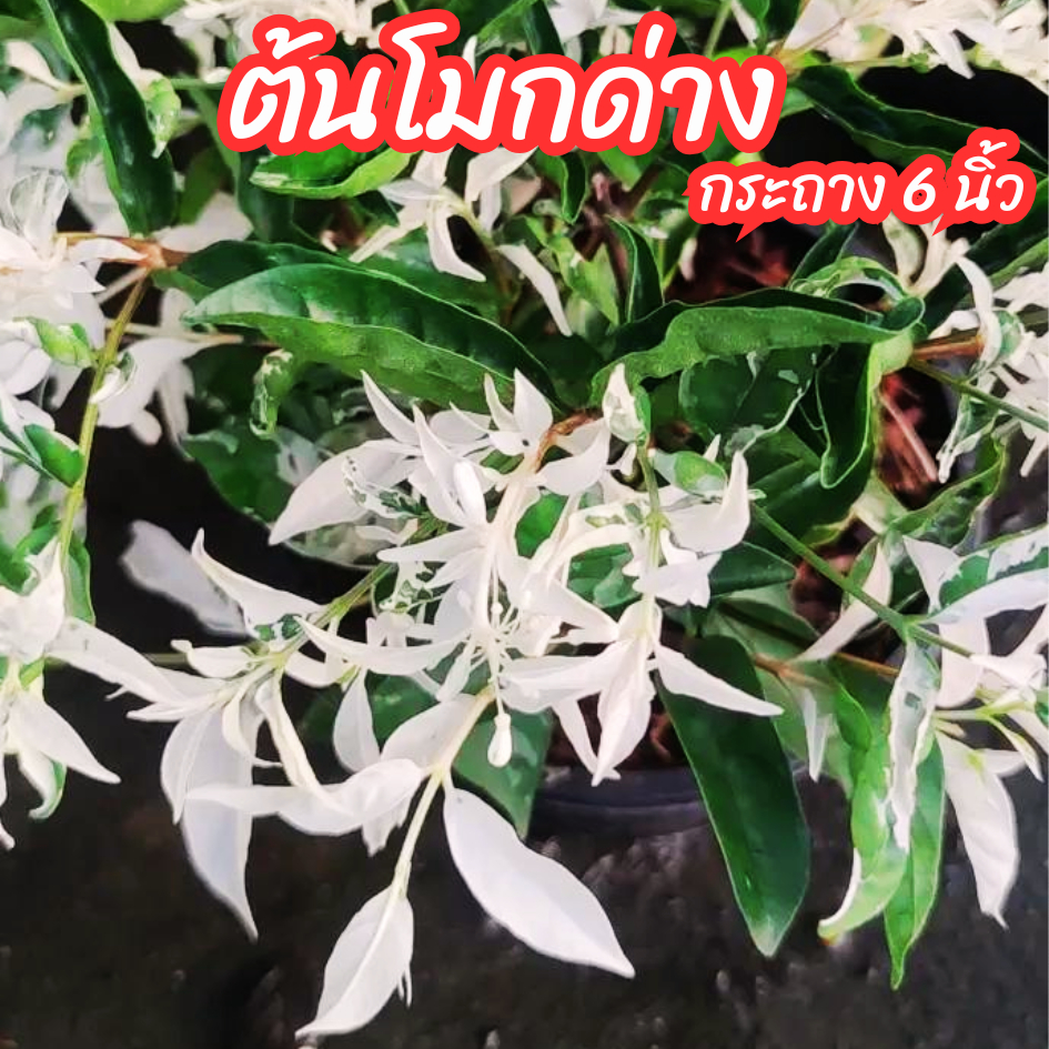 ต้นโมกด่าง โมกยอดด่าง โมกใบด่าง ไม้มงคล ไม้ทนแดด ขนาดกระถาง 6 นิ้ว