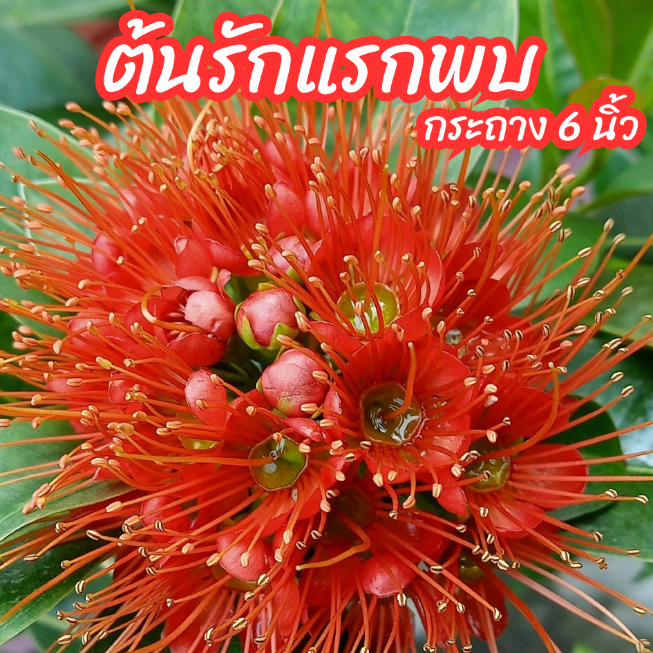 ต้นรักแรกพบ รักแรกพบดอกสีส้ม ไม้ดอกทนแดด ออกดอกทั้งปี ขนาดกระถาง 6 นิ้ว
