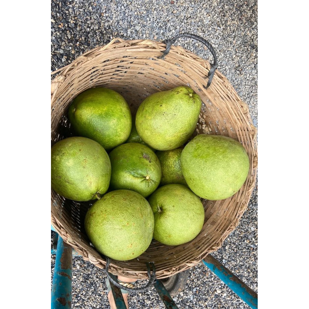 ส้มโอขาวแตงกวา ปลอดสาร ลูก  2.1kg - 2.9kg (เก็บสดๆส่ง) ลูกใหญ่