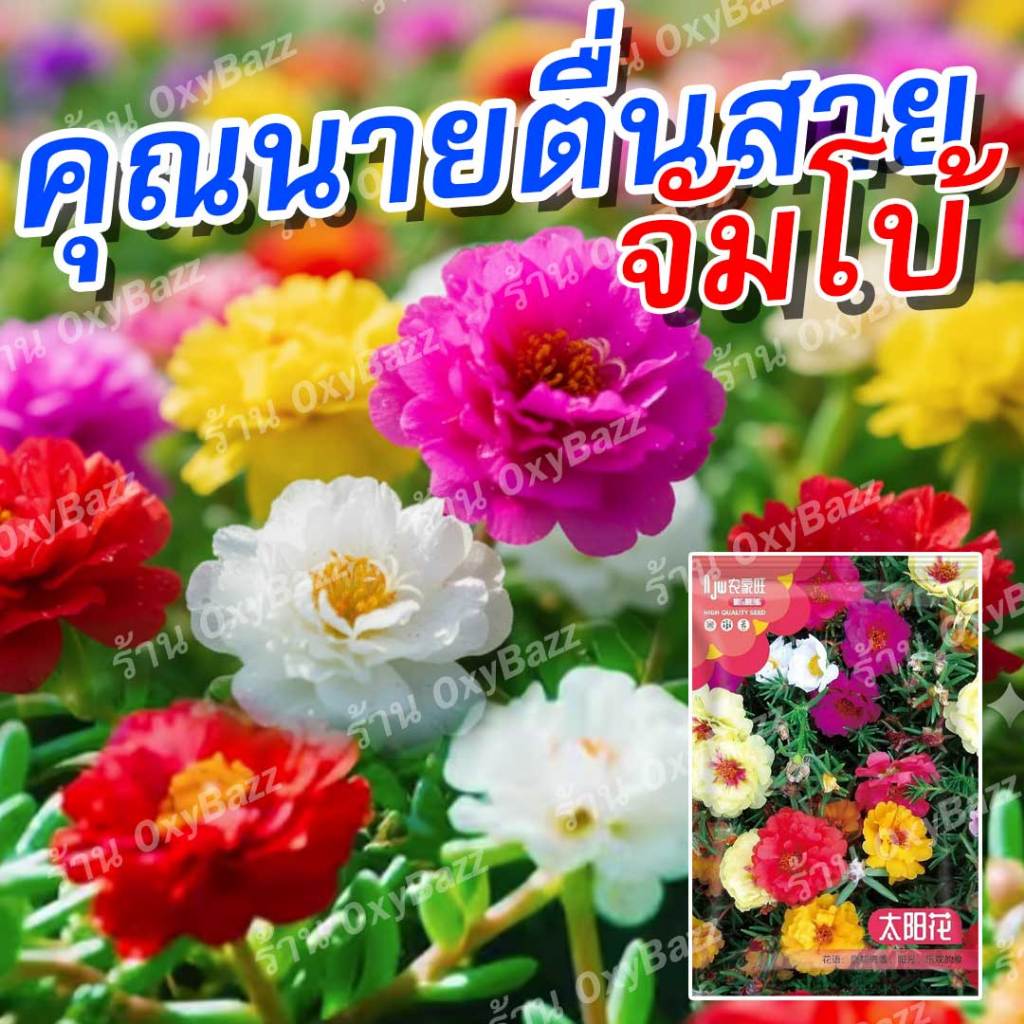 เมล็ดพันธุ์คุณนายตื่นสายจัมโบ้ 10,000 เมล็ด สีสันสดใส ดอกใหญ่ ปลูกง่าย ออกดอกเร็ว เหมาะแต่งสวน – โปรปัง