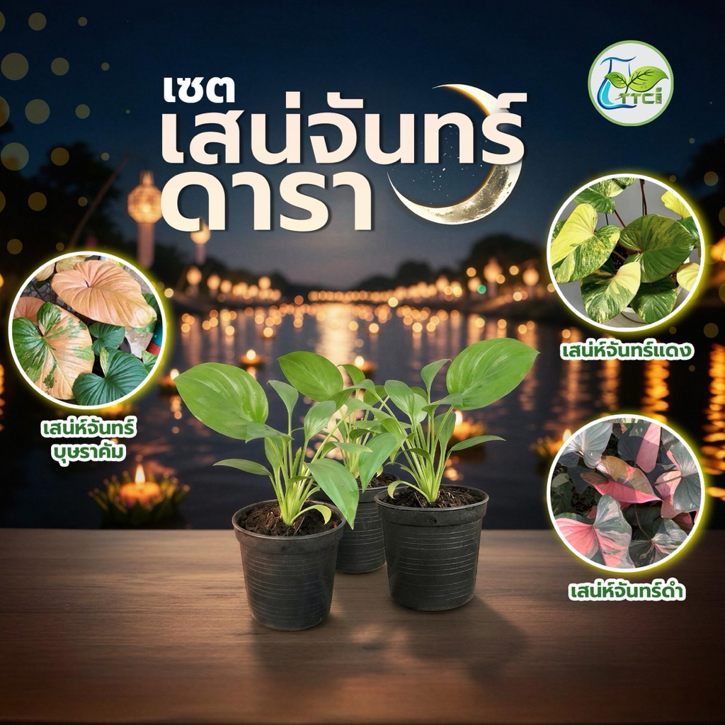 เซตเสน่จันทร์ดารา บุษราคัม+เสน่ห์จันทร์แดง+เสน่ห์จันทร์ดำ 1 เซตได้ 3 ต้น กระถาง 2 นิ้ว