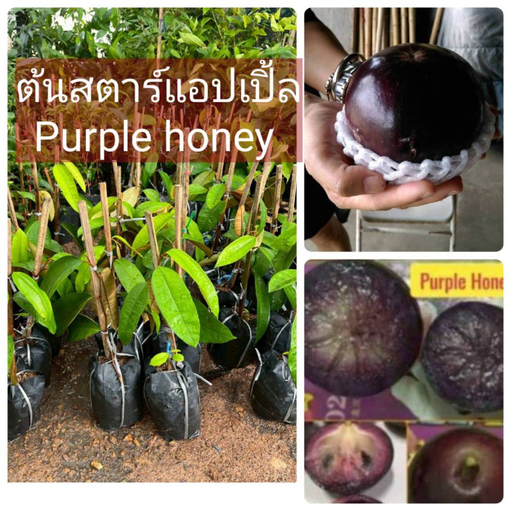 ต้นสตาร์แอปเปิ้ล(Purple honey) ใต้หวัน ทาบกิ่งขนาด 60 cm