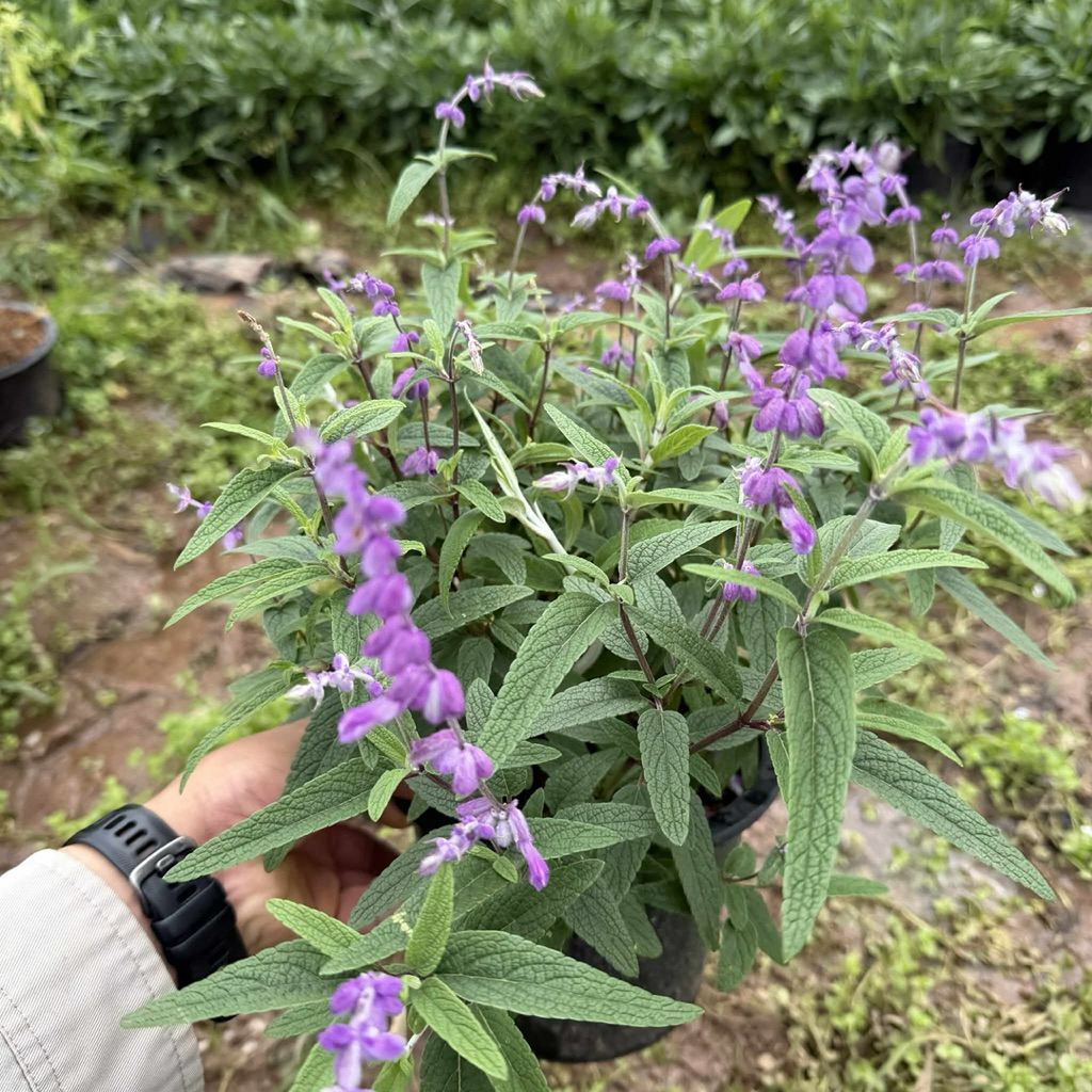 แม็กซิกันเสจ 🌸 (Mexican Sage) กระถางขนาด 8 นิ้ว ดอกสีม่วง ขาว กำมะหยี่