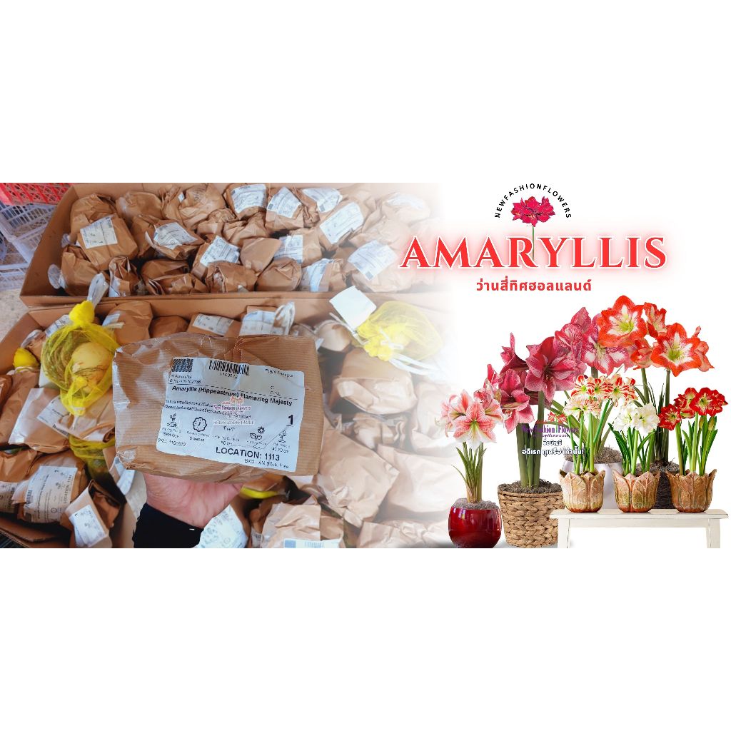 #ว่านสี่ทิศ Amaryllis  หัวพันธุ์แท้ นำเข้าจากฮอลแลนด์ 100% หัวพันธุ์นำเข้าสดใหม่สำหรับปีนี้