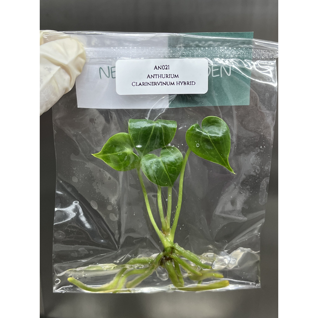 ไม้เนื้อเยื่อ: หน้าวัวใบหัวใจ: Anthurium Clarinervinum Hybrid Tissue Culture (1 plant/bag)
