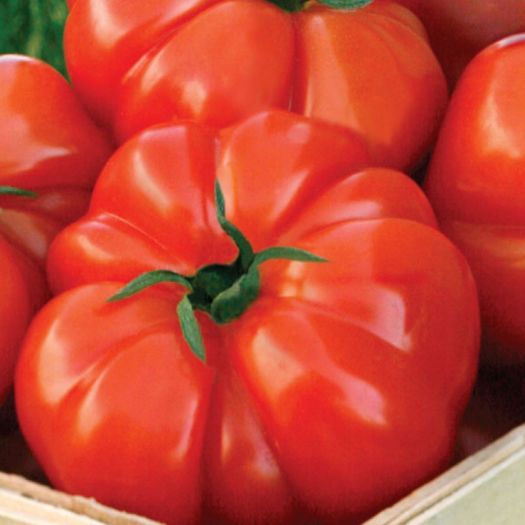 ( Pearl Tomato Seeds) บรรจุ 200 เมล็ด เมล็ดพันธุ์ มะเขือเทศ คอสโตลูโต คุณภาพดี ของแท้ 100% high yiel