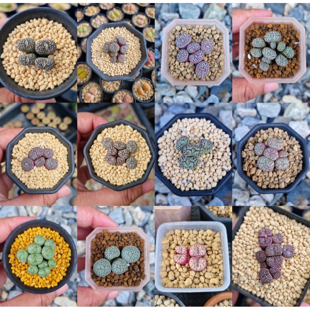 ✅️ถูกมากกกก✅️ Conophytum ลายเด็ดๆ (จัดส่งทั้งกระถาง) โคโนไฟตัม 🌵