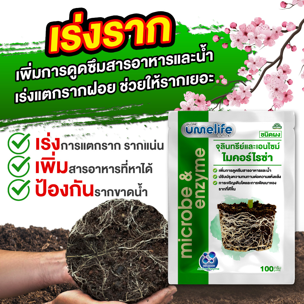 จุลินทรีย์บำรุงราก เร่งราก รากเยอะขึ้น รากแน่น เชื้อราบำรุงราก อูเมะไลฟ์ ไมคอร์ไรซ่า 100 กรัม.
