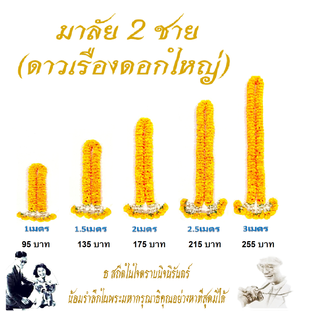 มาลัย 2 ชาย (ดอกใหญ่)  ความยาว 1 เมตร, 1.5 เมตร, 2 เมตร, 2.5 เมตร
