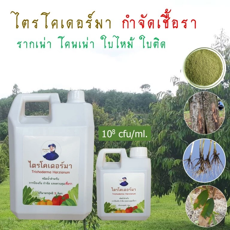 ไตรโคเดอร์มา Gongza กำจัดเชื้อรา รากเน่า โคนเน่า ไฟทอปธอรา แอนแทรคโนส ชีวภัณฑ์เกษตรอินทรีย์ ปลอดภัยต่อคน สัตว์เลี้ยง โลก