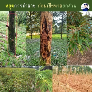 ไตรโคเดอร์มา Gongza กำจัดเชื้อรา รากเน่า โคนเน่า ไฟทอปธอรา แอนแทรคโนส ชีวภัณฑ์เกษตรอินทรีย์ ปลอดภัยต่อคน สัตว์เลี้ยง โลก