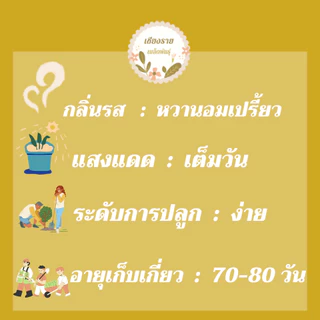 เมล็ดพันธุ์ มะเขือเทศเชอรี่ 15 เมล็ด Lycopersicon esculentum เมล็ดพันธุ์แท้ นำเข้าจากต่างประเทศ ปลูกผัก สวนครัว