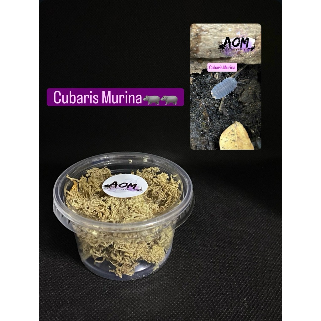 Isopod Cubari Murina ชุด10ตัว