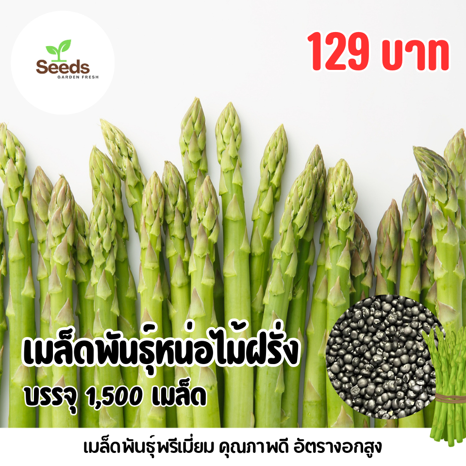 สุดคุ้ม เมล็ดหน่อไม้ฝรั่ง 1,500 เมล็ด (พันธุ์บล็อคอินบรูฟ) – โปรปัง