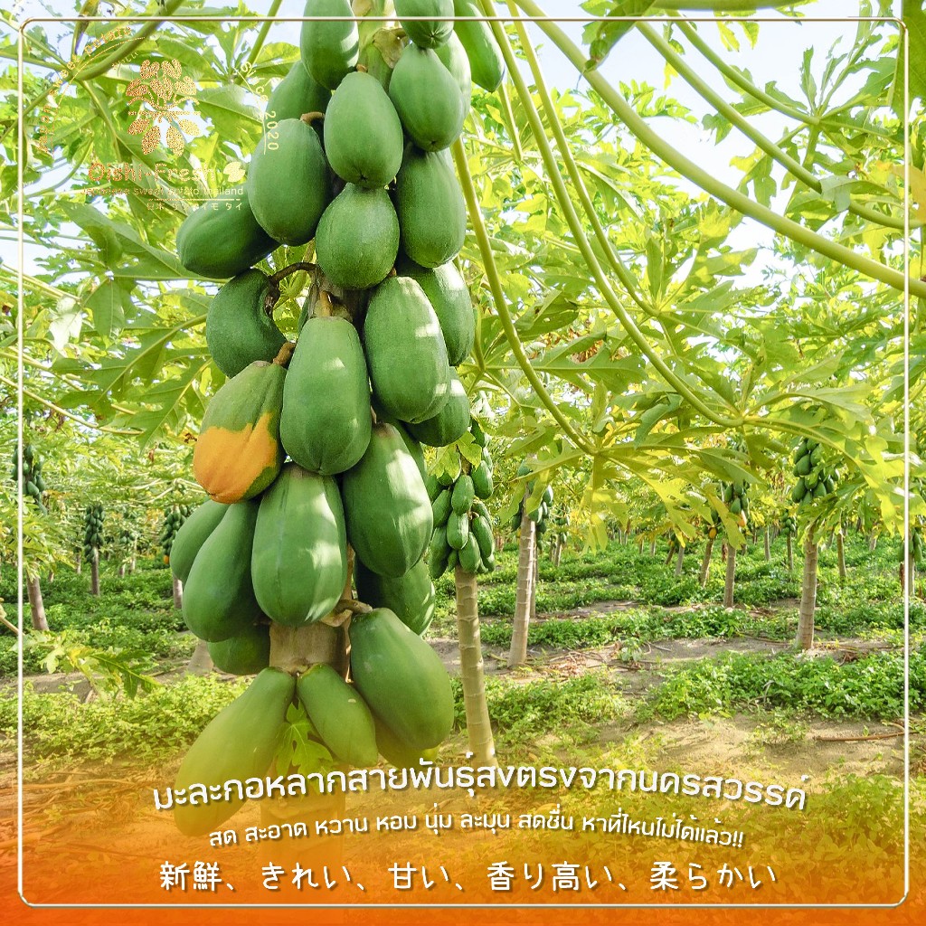 รูปภาพ 2