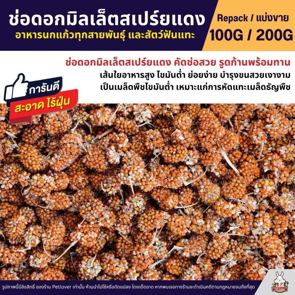 ช่อดอกมิลเล็ตสเปร์ยแดง คัดช่อสวย รูดก้านพร้อมทาน อาหารนกแก้ว (แบ่งขาย 100G / 200G)