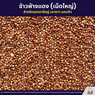 ข้าวฟ่างแดง อาหารนก หนูแฮมสเตอร์ อาหารนกเขาใหญ่ เขาชวา นกแก้ว (แบ่งขาย 500G / 1KG)