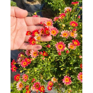 🪴ต้นกล้า Daisy ปารีส🌹สีแดง รากแน่น พร้อมส่ง
