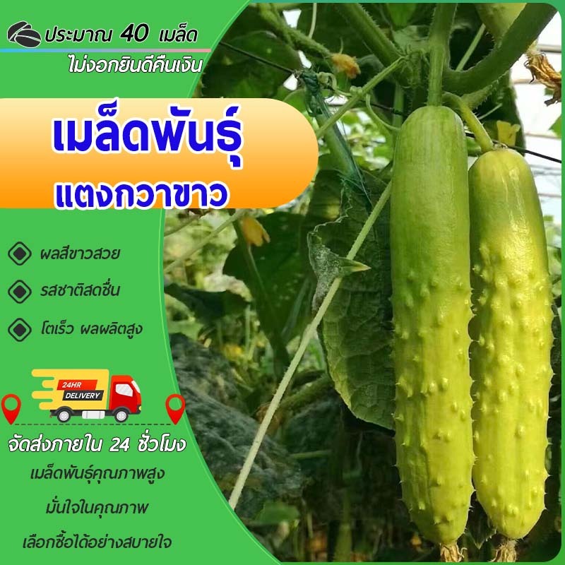 40 เมล็ด เมล็ดพันธุ์แตงกวาขาว เมล็ดแตงกวาขาว โตเร็ว ผลผลิตสูง หวานฉ่ำ สดชื่น