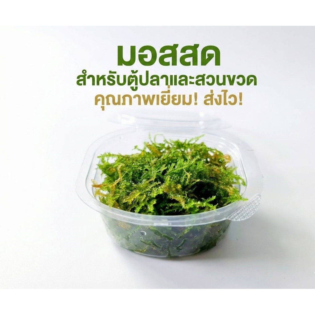 มอสน้ำมอสคริสมาส มอสตู้ไม้น้ำสวนขวด