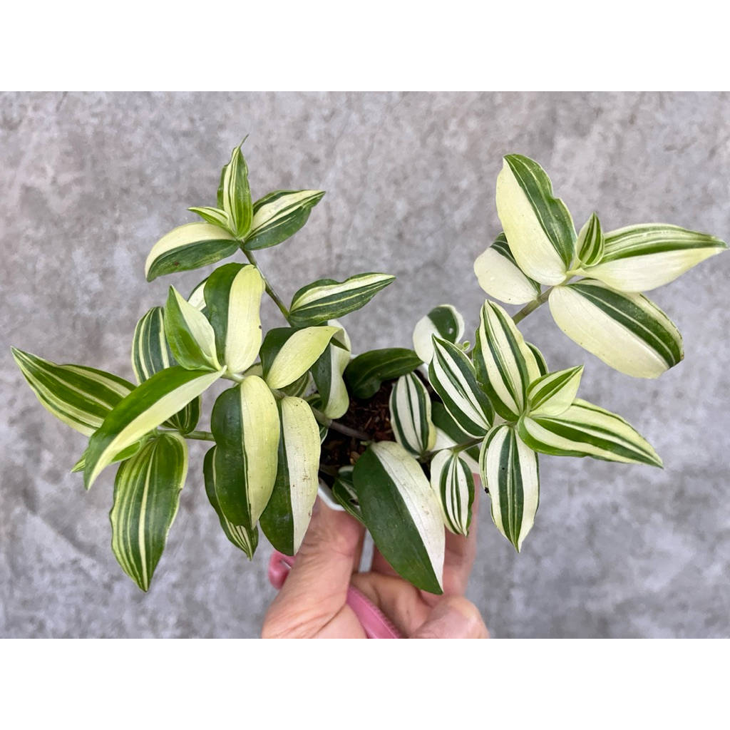 ต้นก้ามปูหลุดด่าง เขียว/ขาว กระถาง 2 นิ้ว