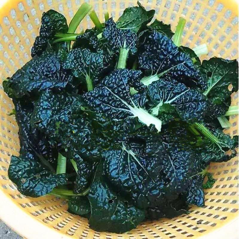 เมล็ดพันธุ์ กวางตุ้งญี่ปุ่น แทตฉ่อย 300เมล็ด/แพ็ค Tatsoi Seed ของแท้100% ปลูกง่าย อัตรางอกสูง เมล็ดพันธุ์ผัก - รูปที่ 5