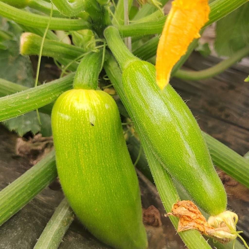 ซูกินี zucchini Seeds 8 เมล็ด เมล็ดพันธุ์ เมล็ดนำเข้า [F1 Seeds]
