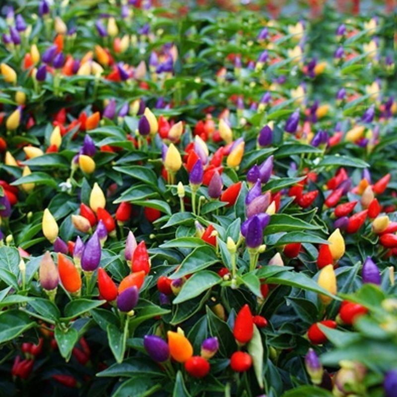 100Seeds พริกสีรุ้ง เมล็ดพันธุ์พริก7สี เมล็ดพริกสีรุ้ง High Yield Rainbow Chili Pepper Seeds Ornamen