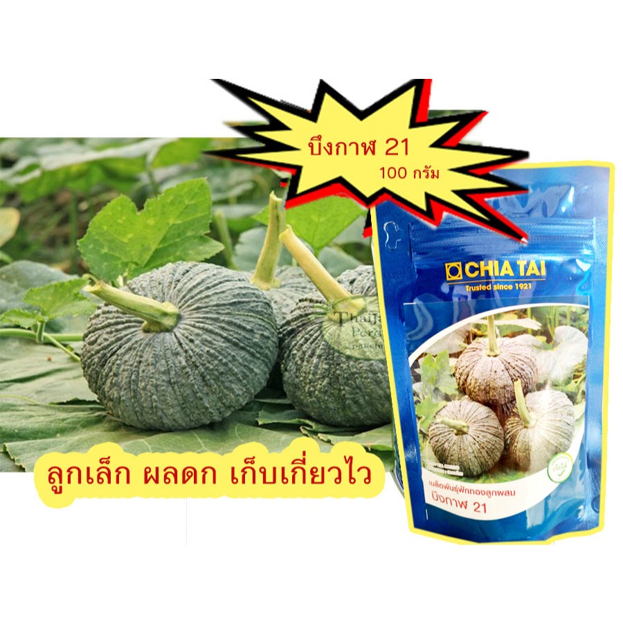 เมล็ดฟักทองบึงกาฬ21 (100กรัม) เมล็ดพันธุ์ฟักทอง เมล็ดฟักทอง ผลดก ตราเจียไต๋